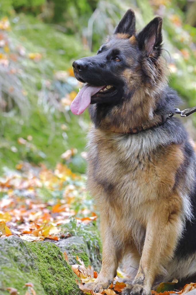 German shepherd smartest dog breeds 