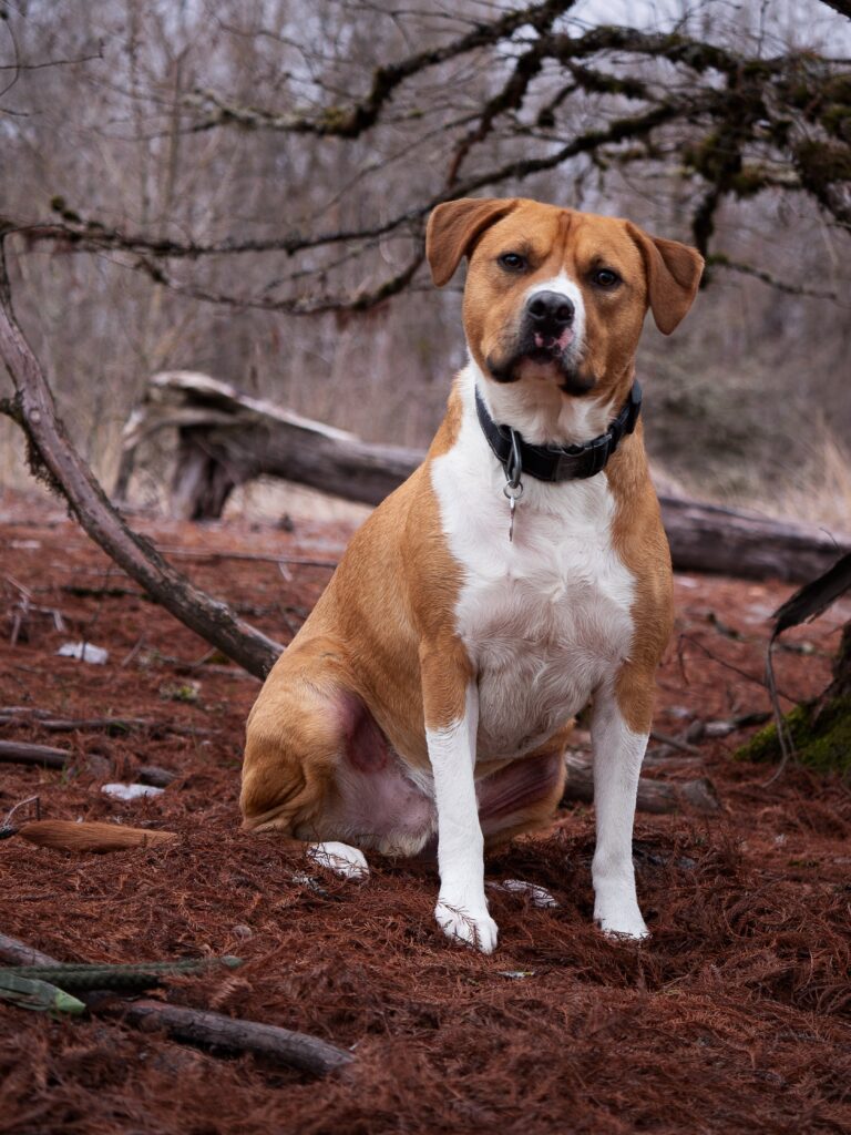 American Staffordshire Terrier smartest dog breeds