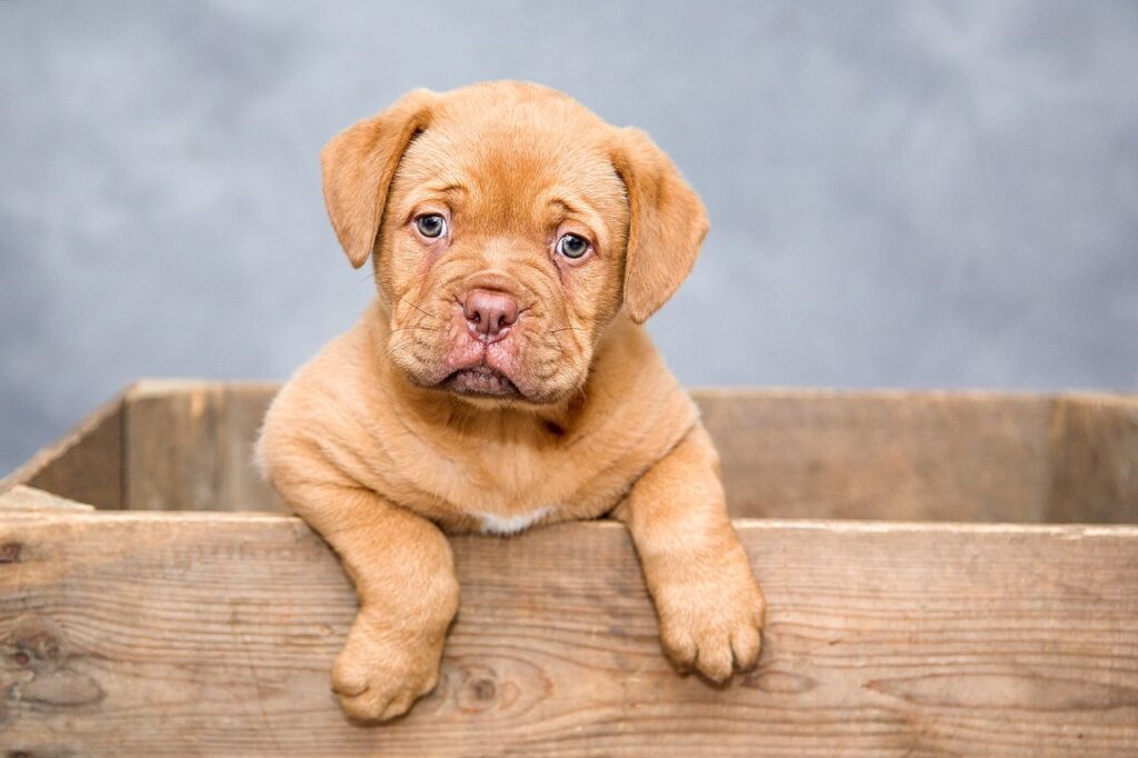 cute Pitbull puppy 