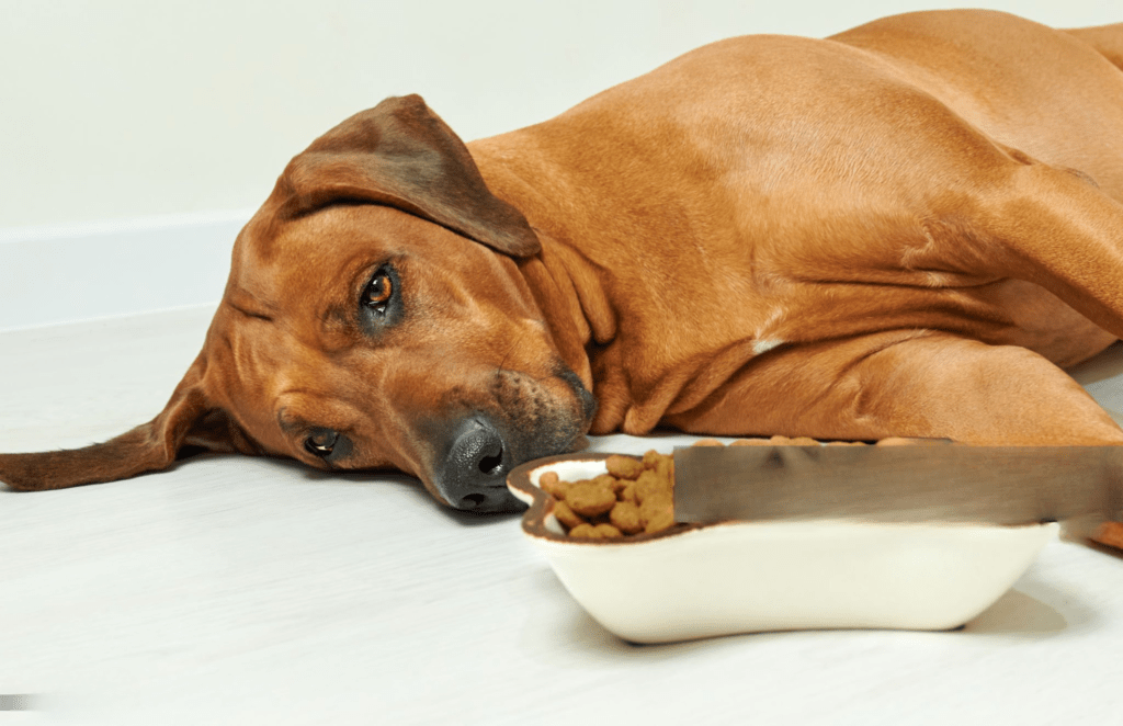 how dogs improve mental health