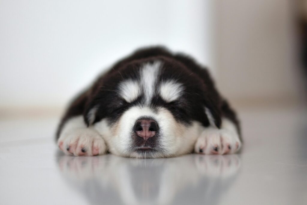 help your puppy for better sleep