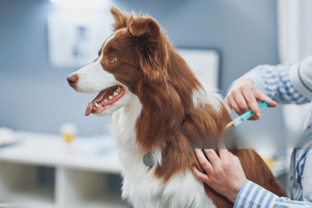 cost of puppies  vaccination 